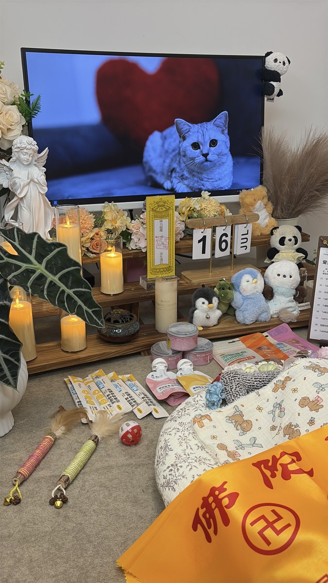 成都宠物殡葬服务实拍