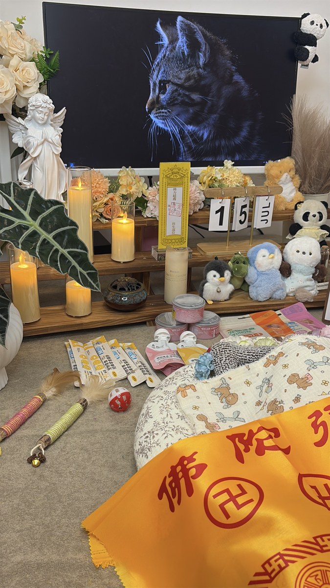 成都宠物殡葬服务实拍