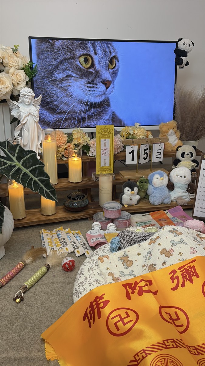 成都宠物殡葬服务实拍