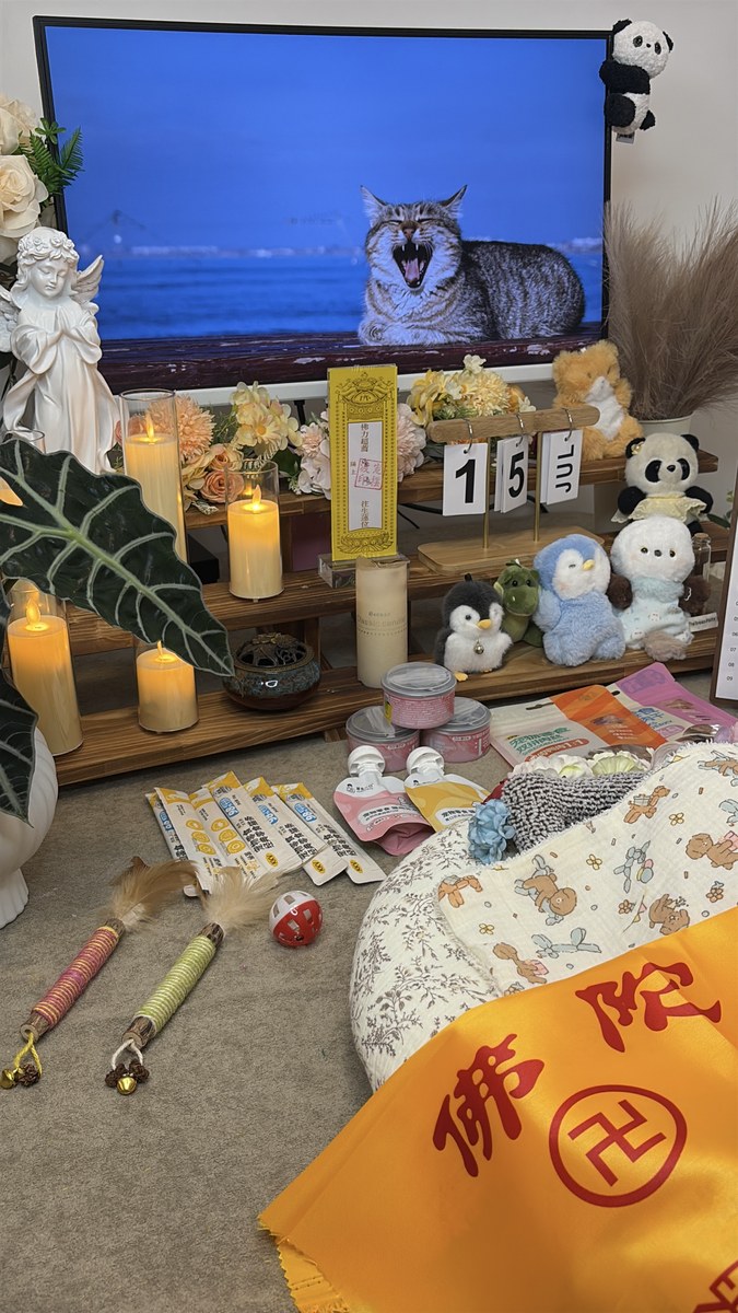 成都宠物殡葬服务实拍