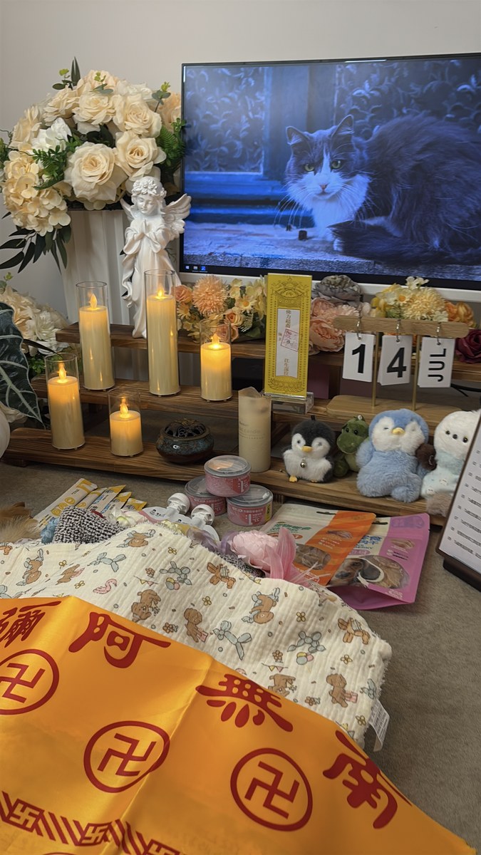 成都宠物殡葬服务实拍