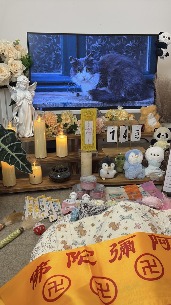 成都宠物殡葬服务实拍