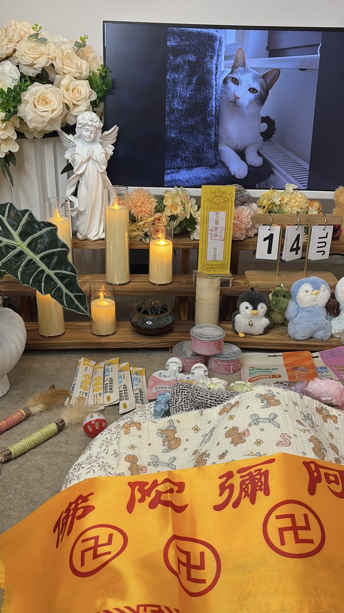 成都宠物殡葬服务实拍
