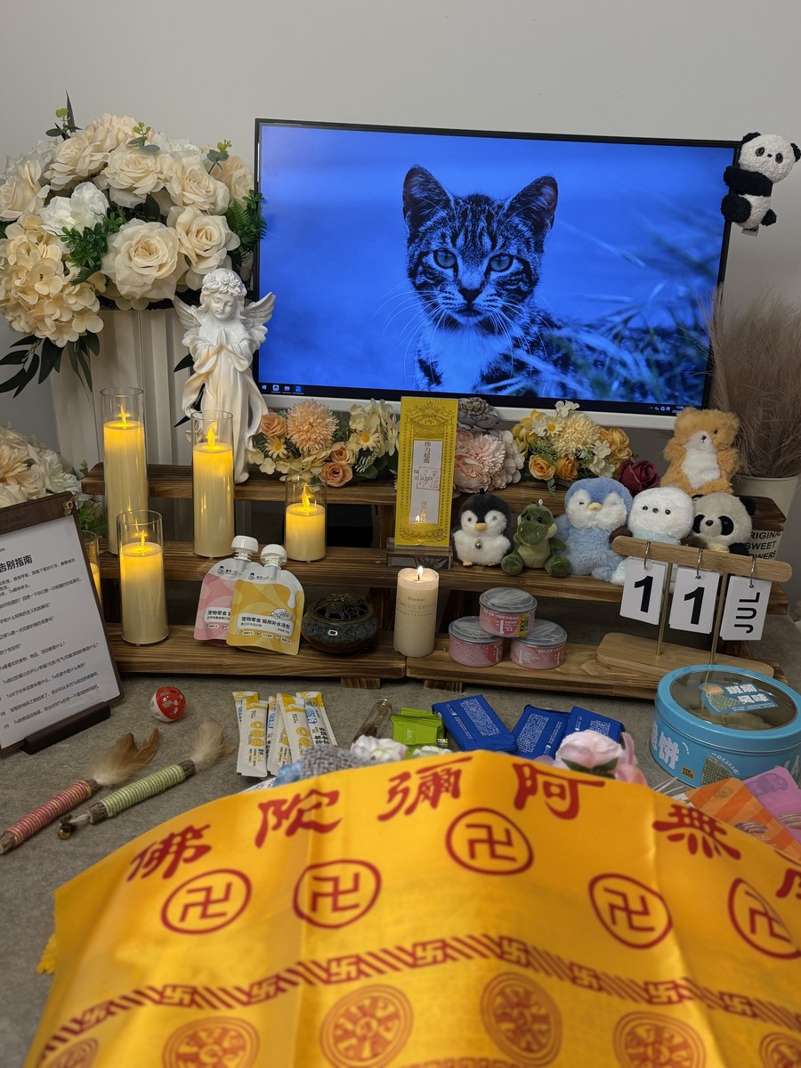 成都宠物殡葬服务实拍