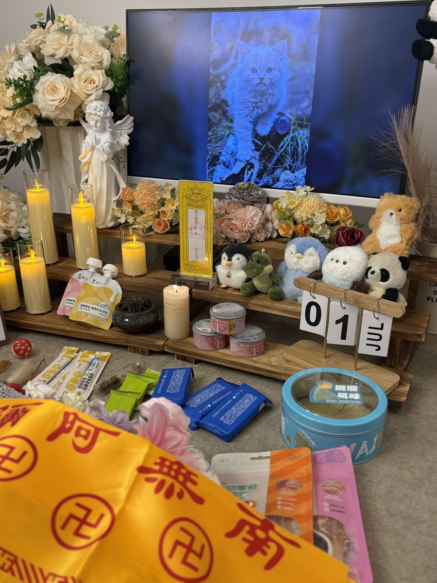 成都宠物殡葬服务实拍