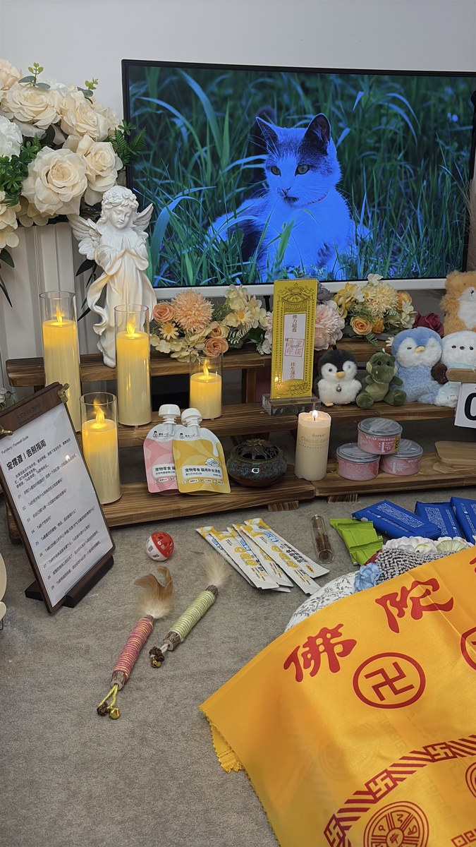 成都宠物殡葬服务实拍