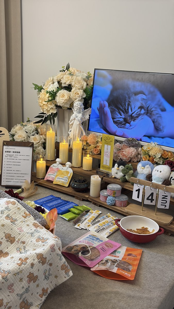 猫咪去世后如何处理？成都猫咪火化全流程说明（第27辑）