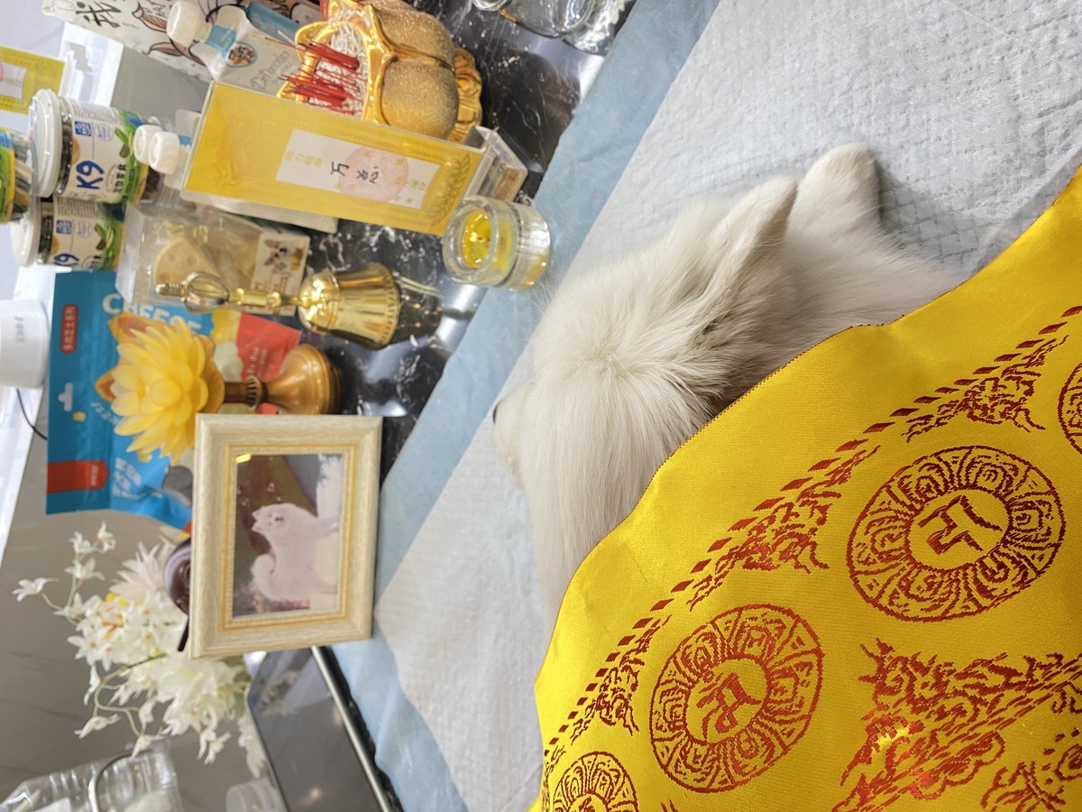 成都宠物殡葬服务实拍
