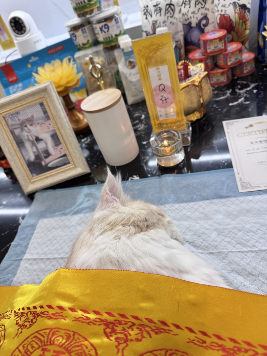 成都宠物殡葬服务实拍