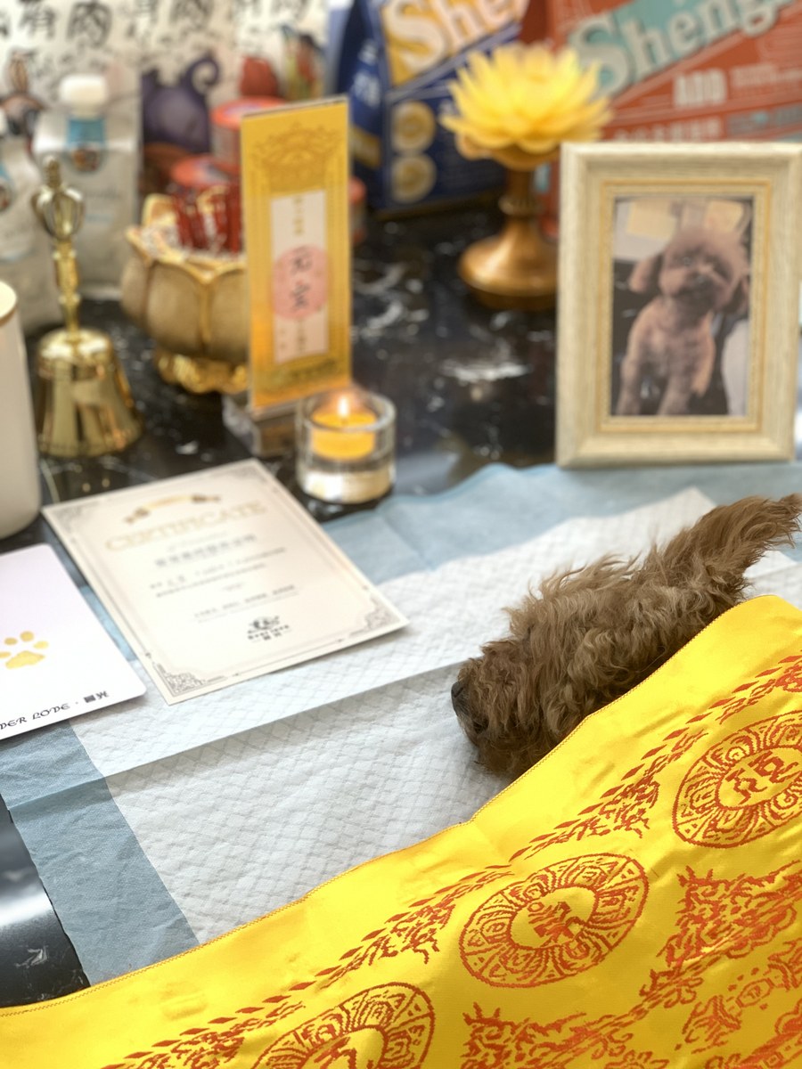 成都宠物殡葬服务实拍