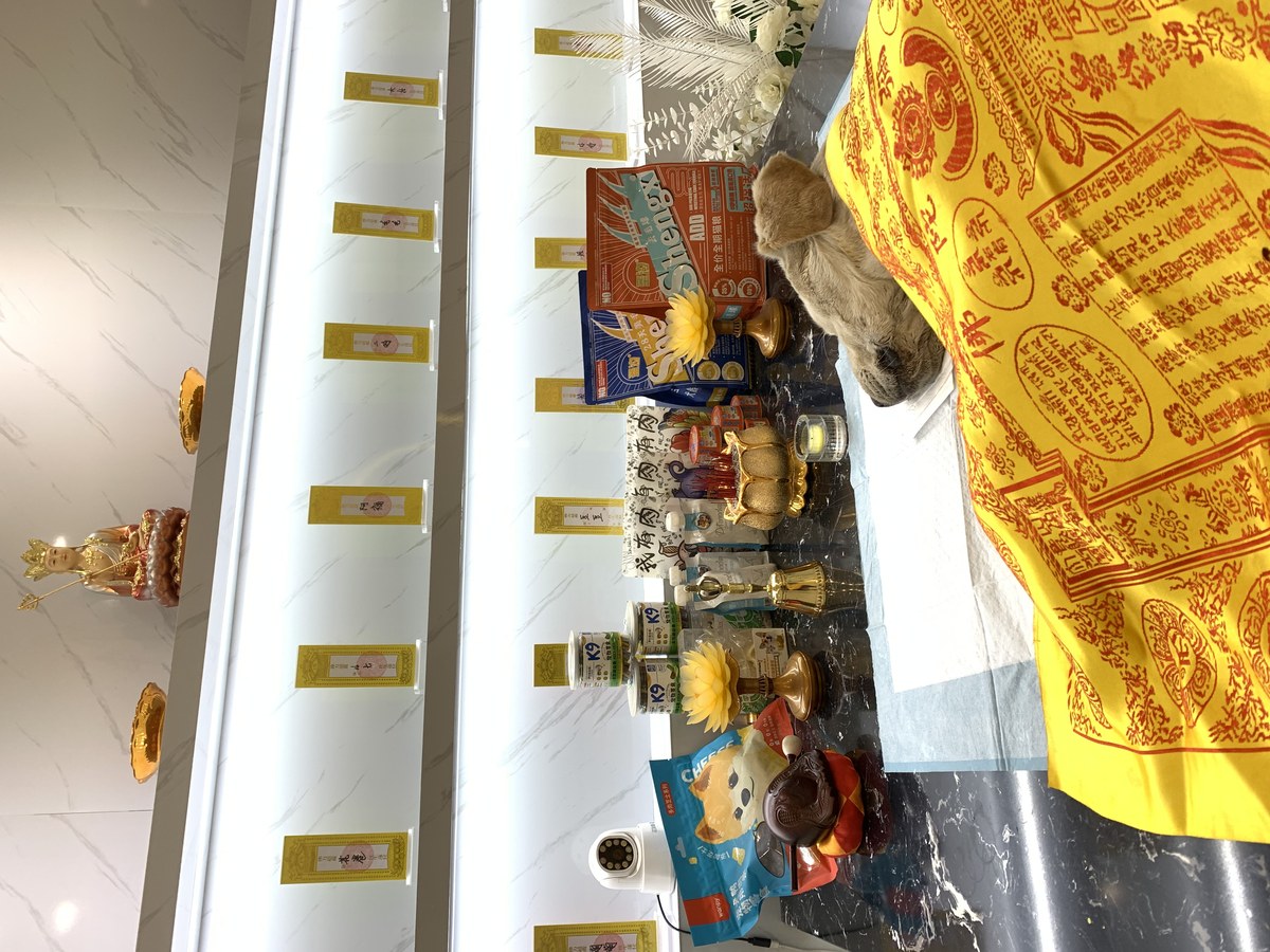 成都宠物殡葬服务实拍