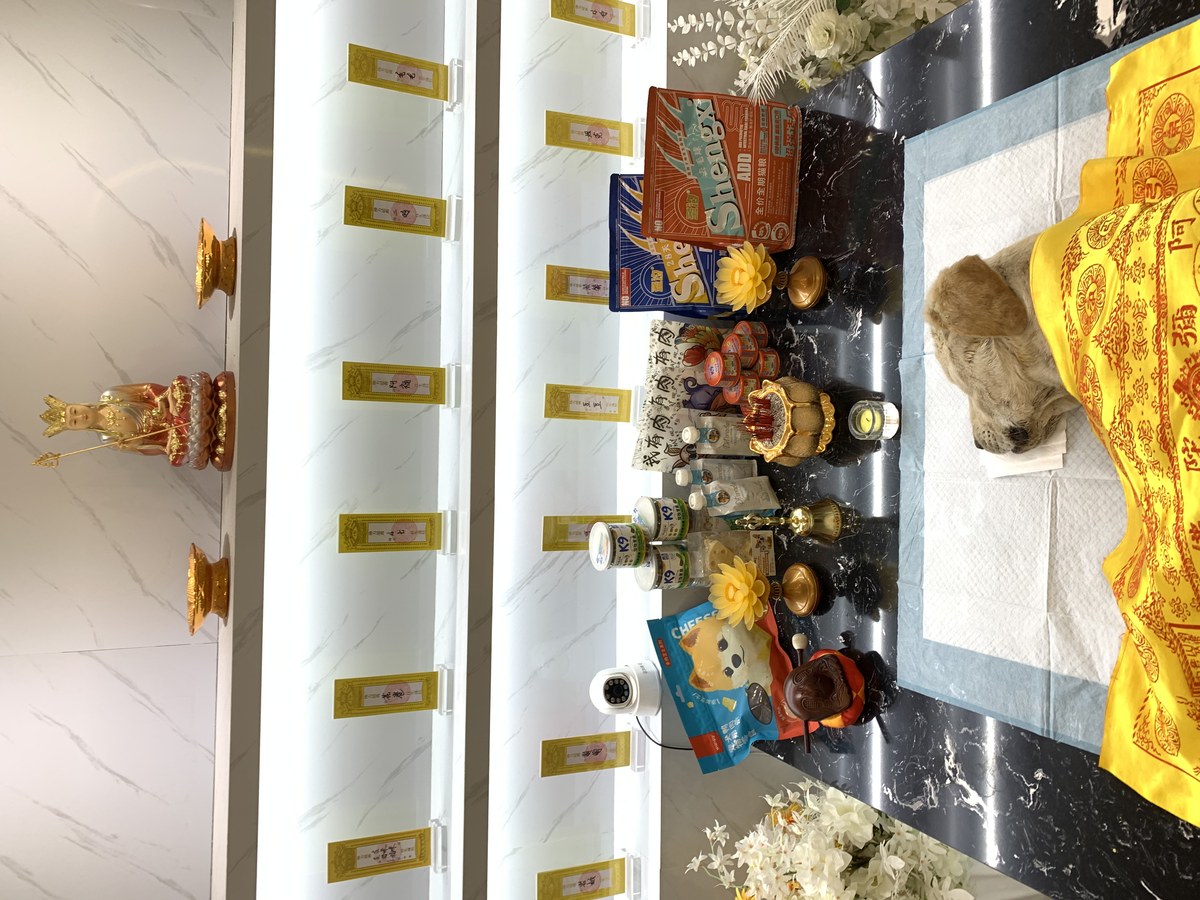 成都宠物殡葬服务实拍