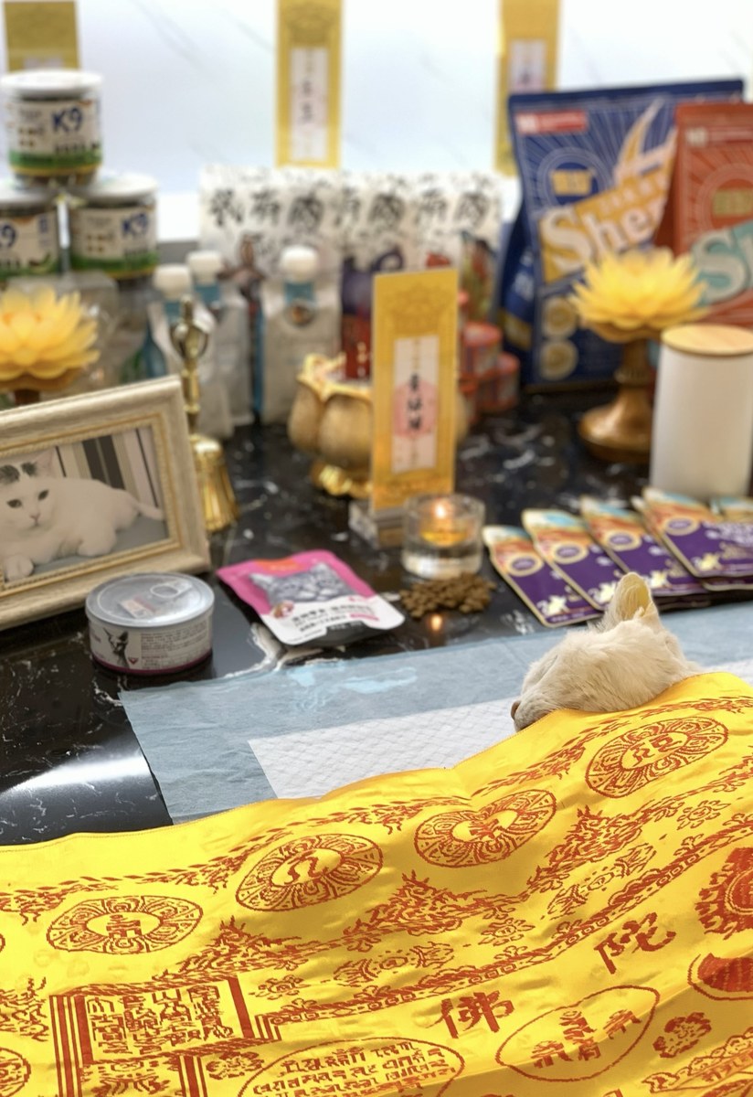 成都宠物殡葬服务实拍