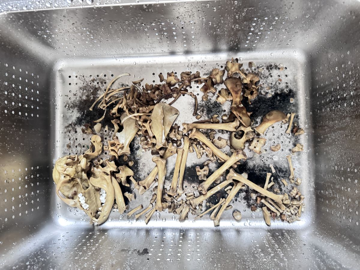 成都宠物殡葬服务实拍