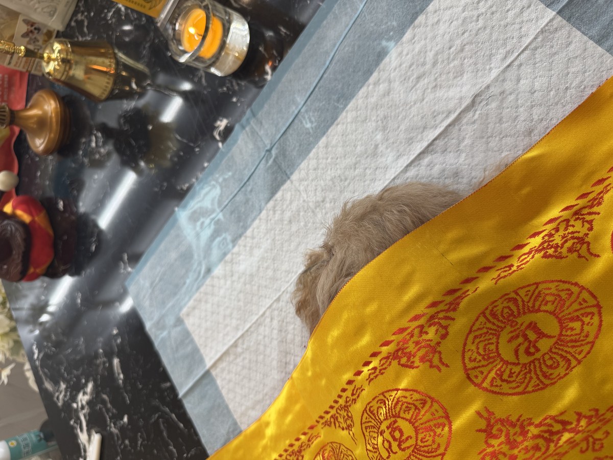 成都宠物殡葬服务实拍