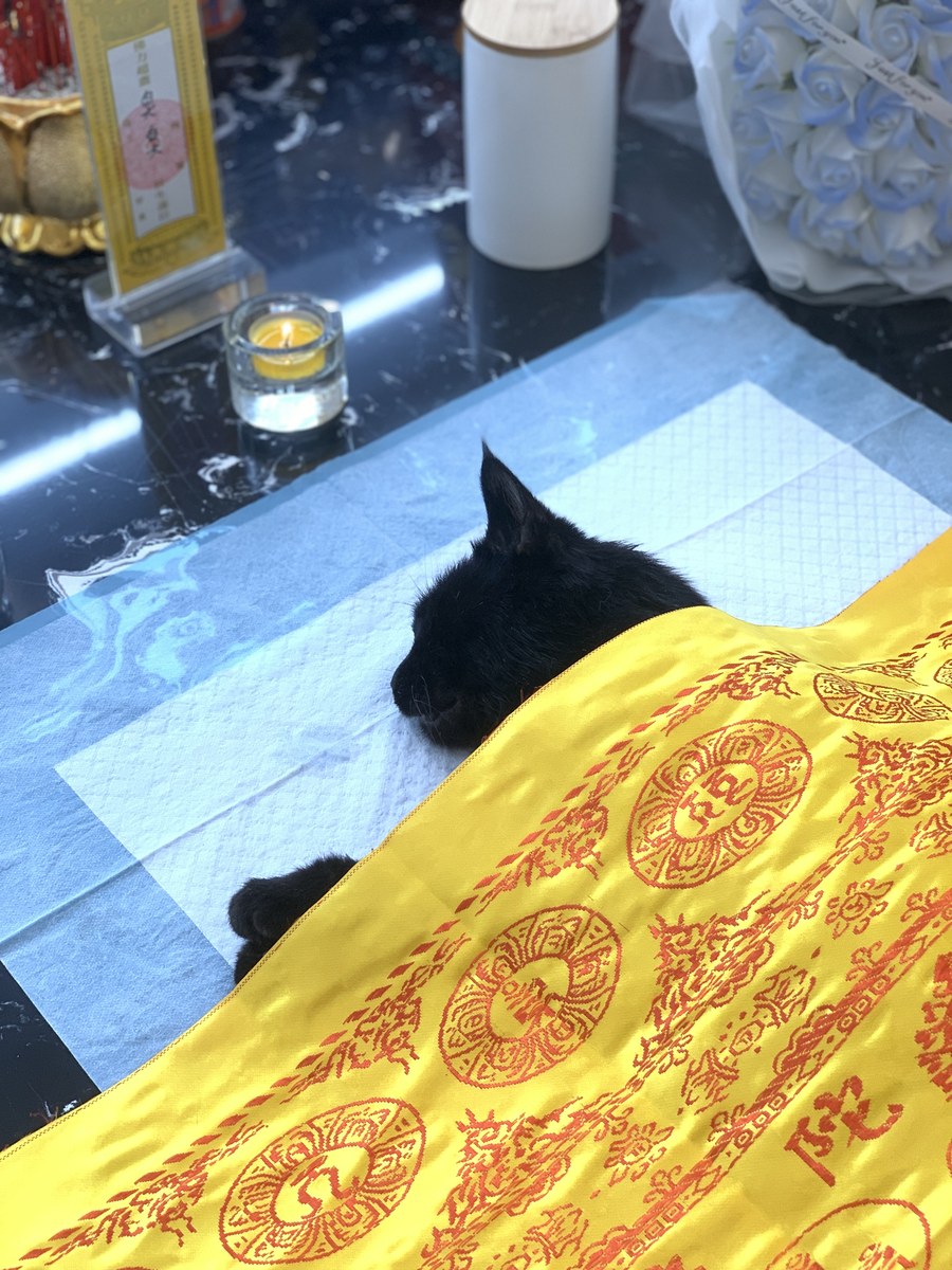 成都宠物殡葬服务实拍