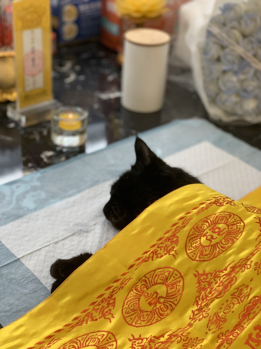 成都宠物殡葬服务实拍