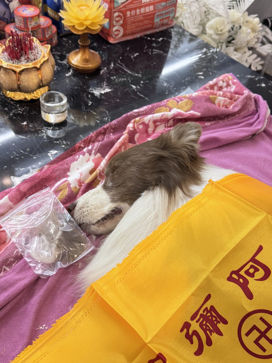 成都宠物殡葬服务实拍