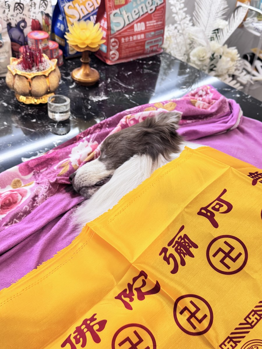 成都宠物殡葬服务实拍