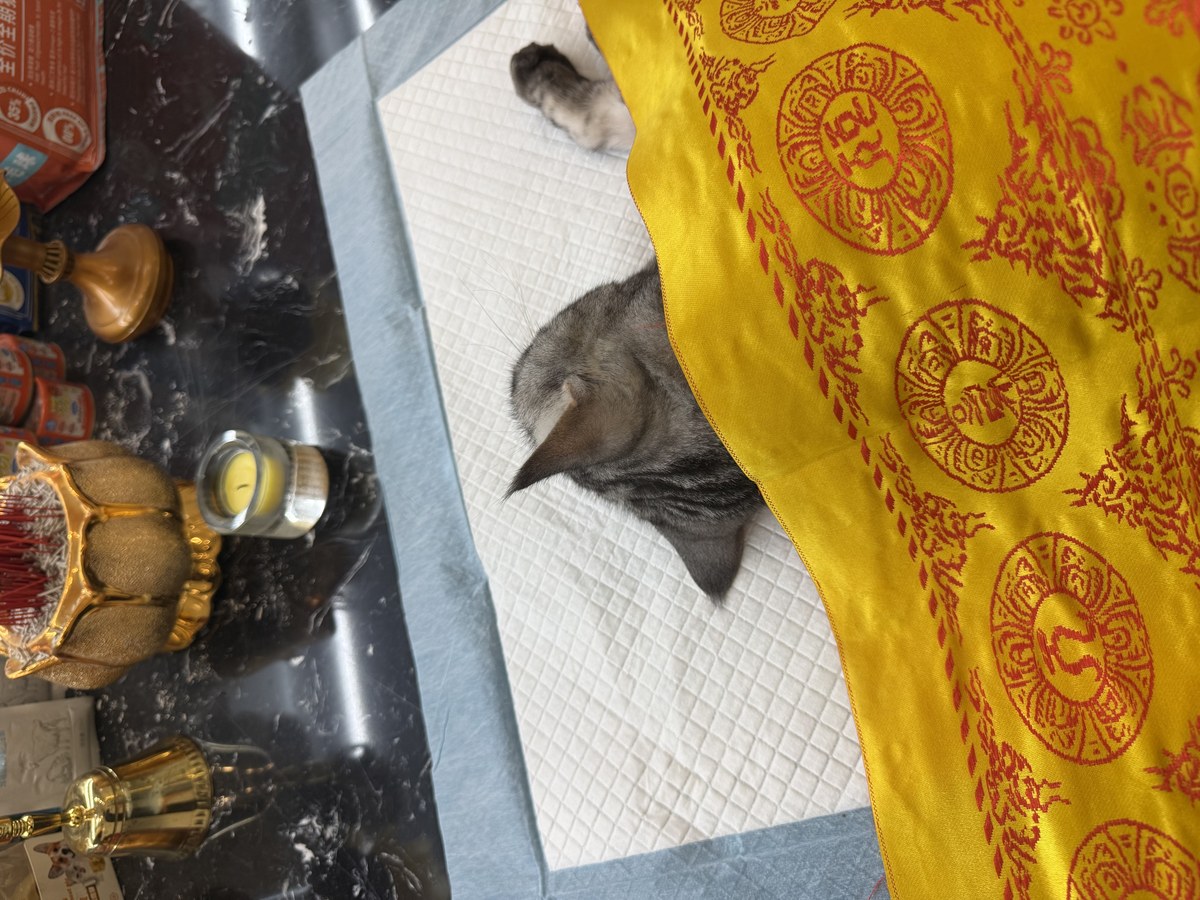 成都宠物殡葬服务实拍