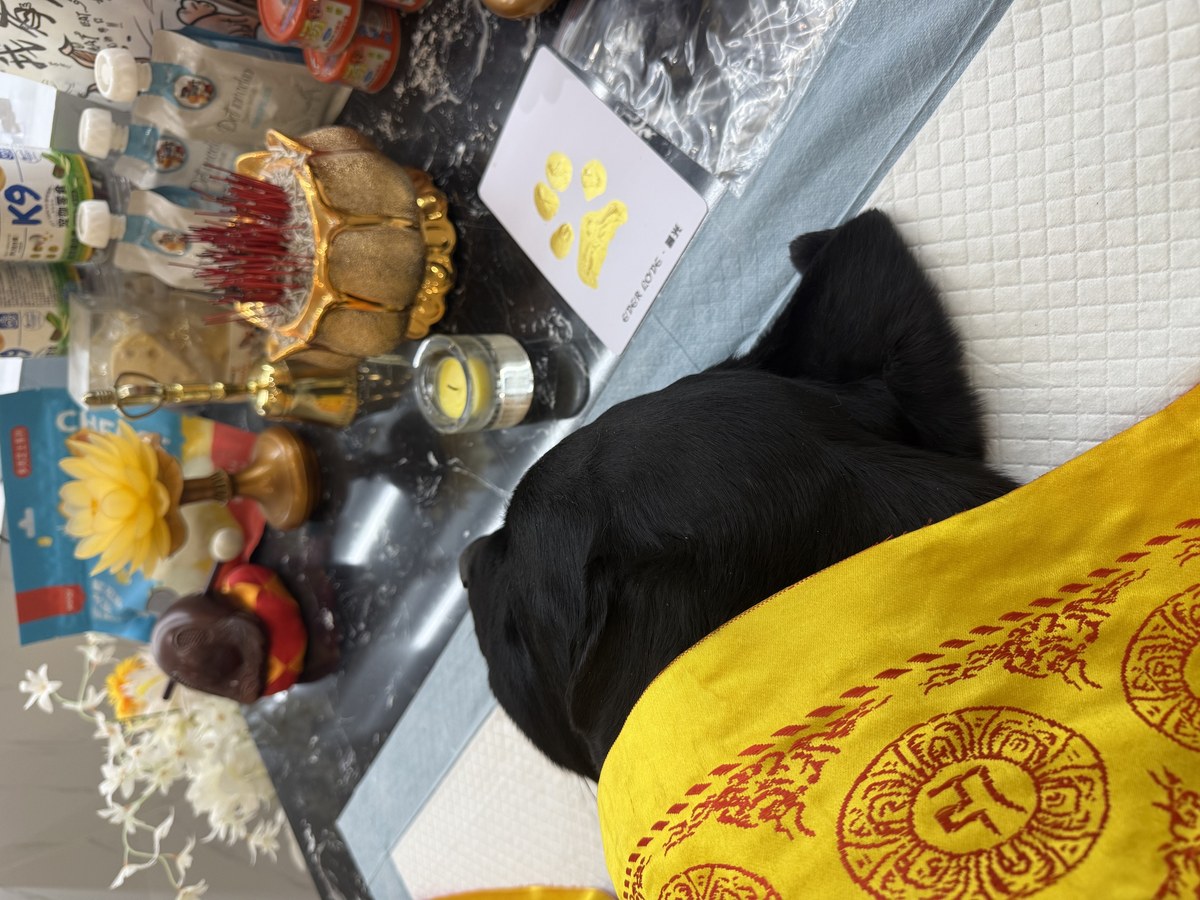 成都宠物殡葬服务实拍