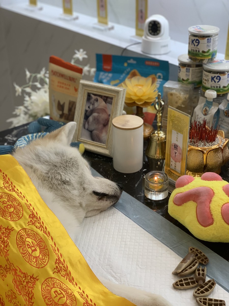 成都宠物殡葬服务实拍