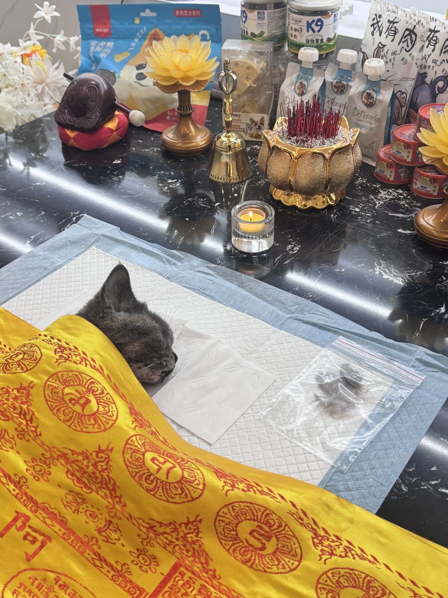 成都宠物殡葬服务实拍