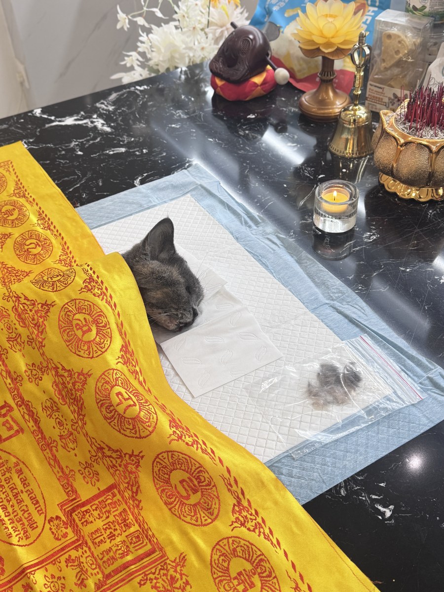 成都宠物殡葬服务实拍
