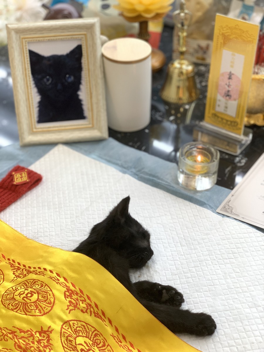 成都宠物殡葬服务实拍