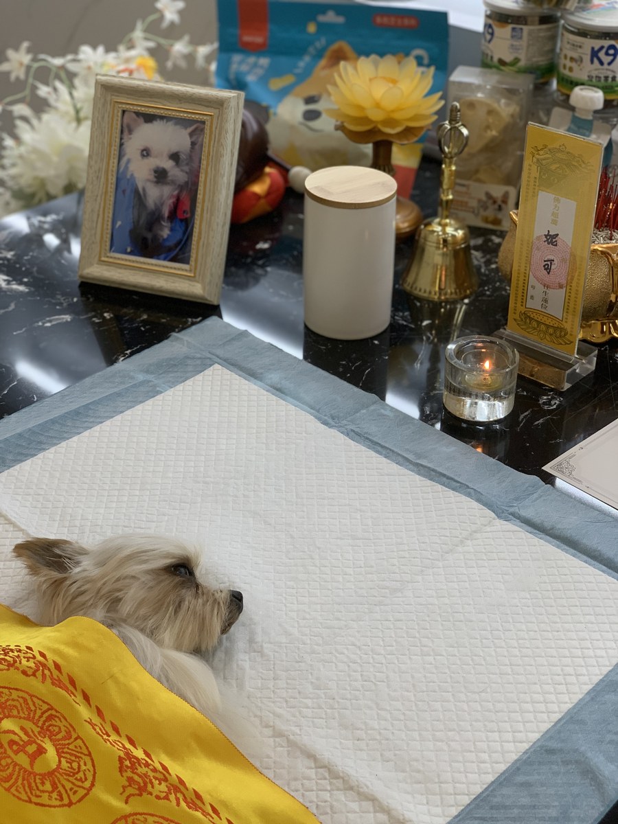 成都宠物殡葬服务实拍