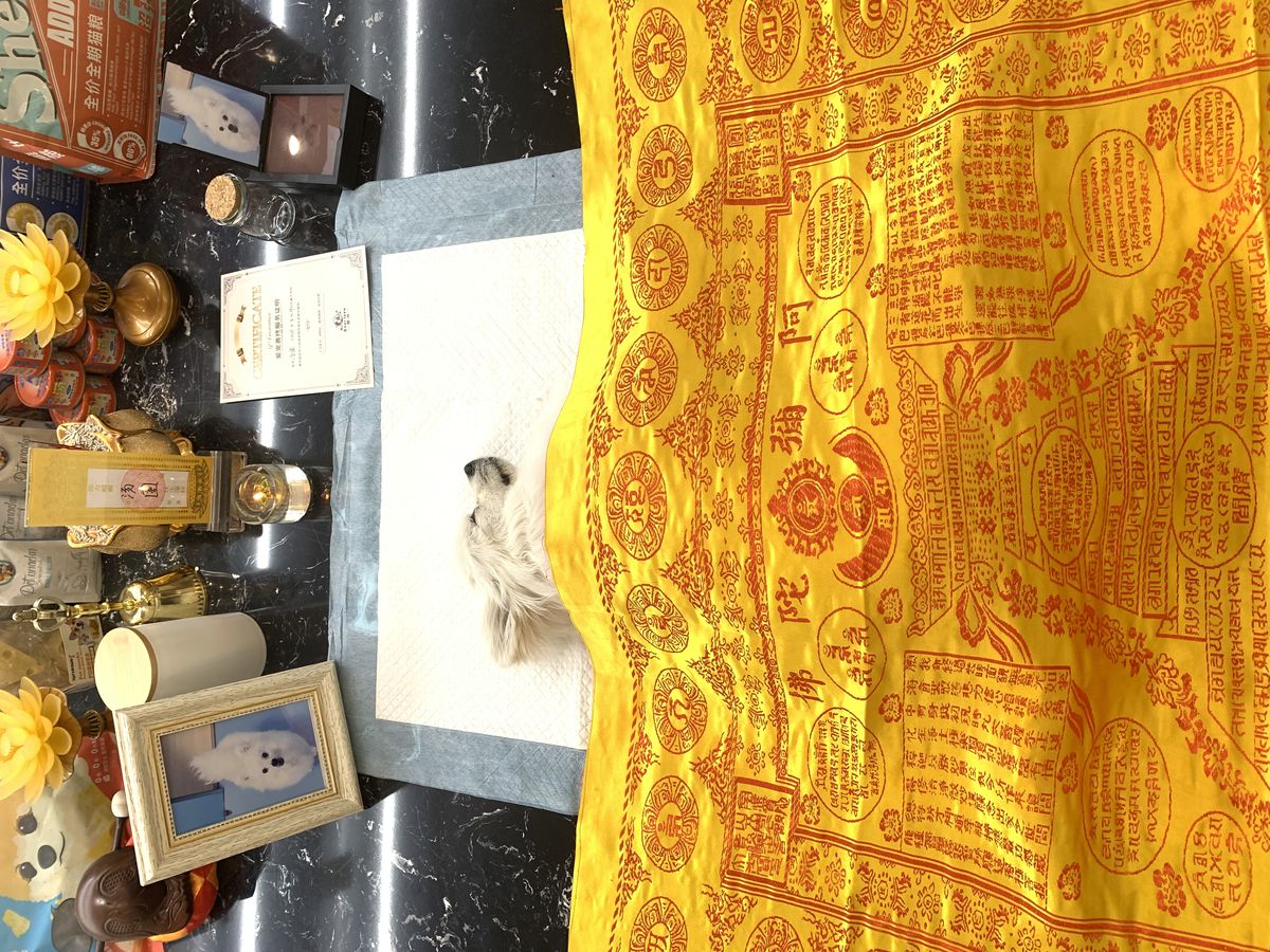 成都宠物殡葬服务实拍