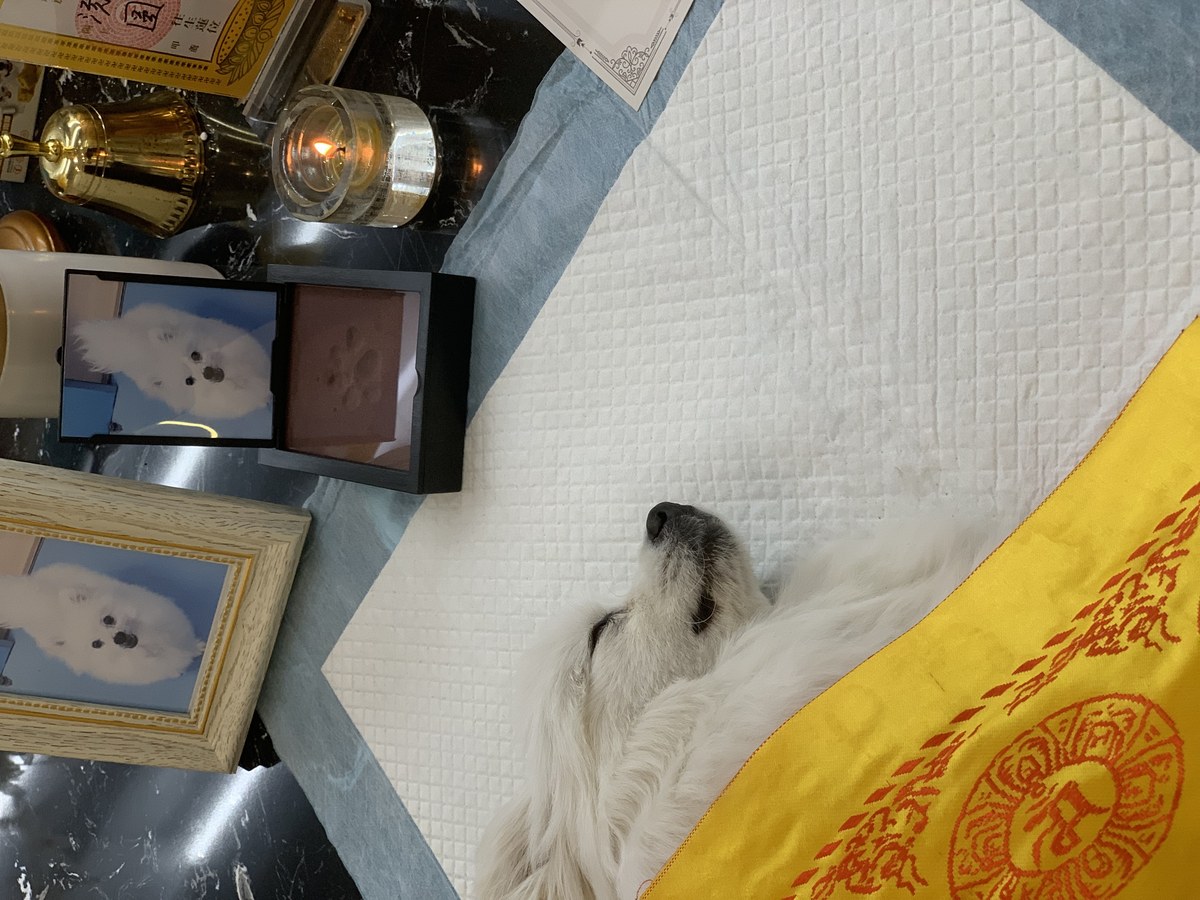成都宠物殡葬服务实拍