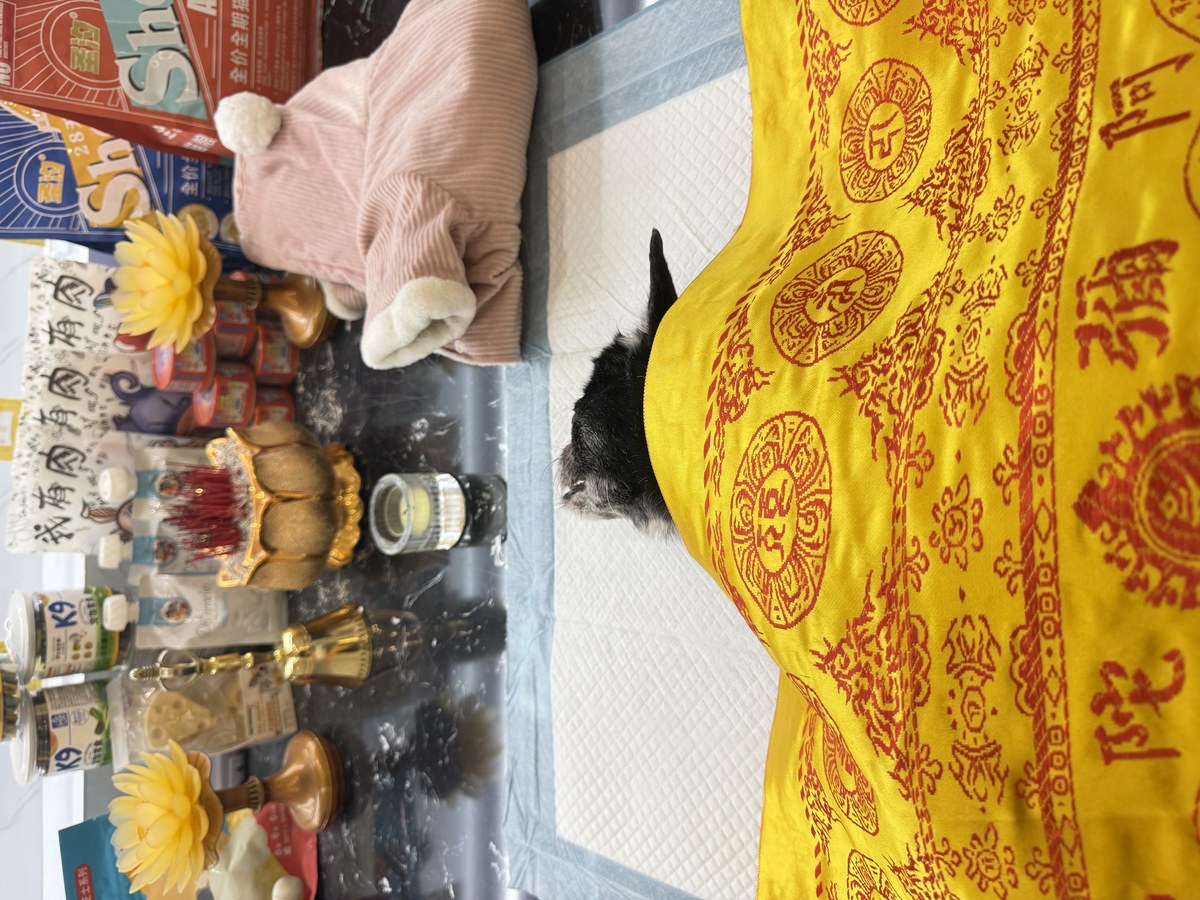 成都宠物殡葬服务实拍