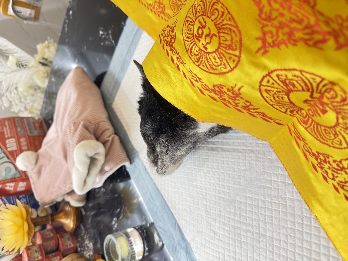 什么时候该给宠物做安乐？成都兽医和家属的判断标准（第3辑）