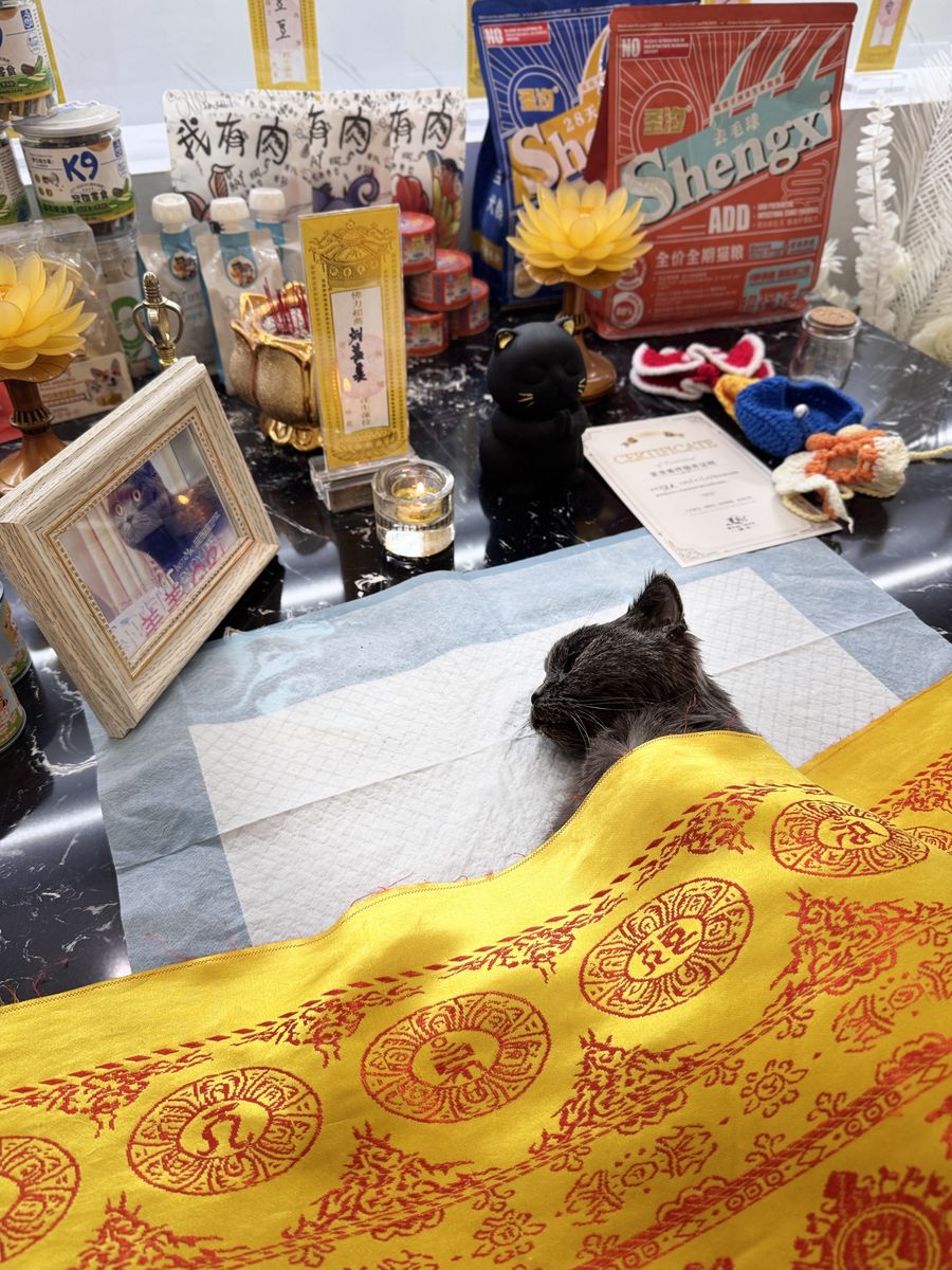 成都宠物殡葬服务实拍