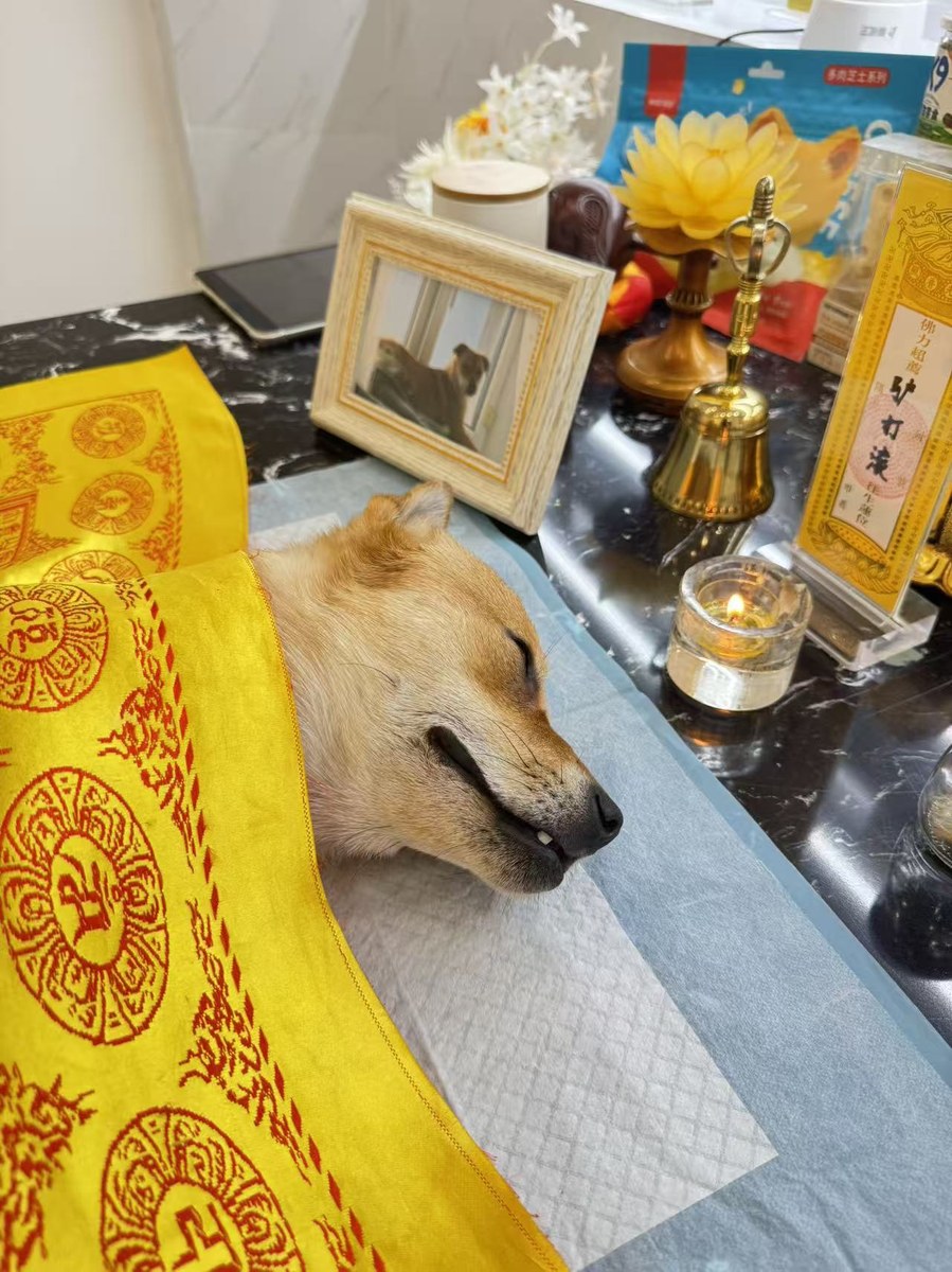 成都宠物殡葬服务实拍