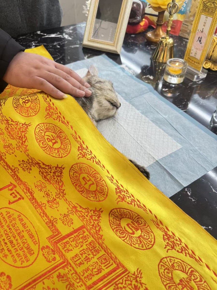 成都宠物殡葬服务实拍
