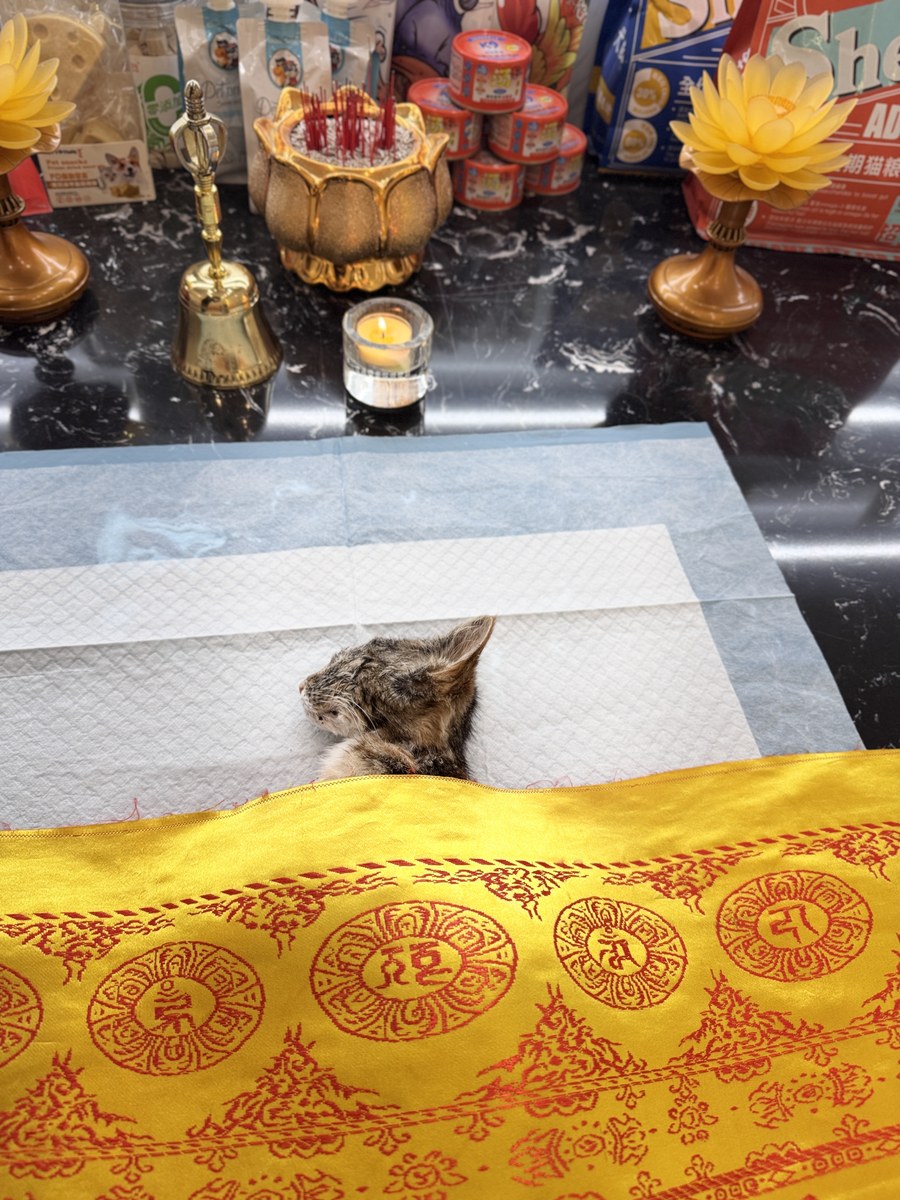 成都宠物殡葬服务实拍