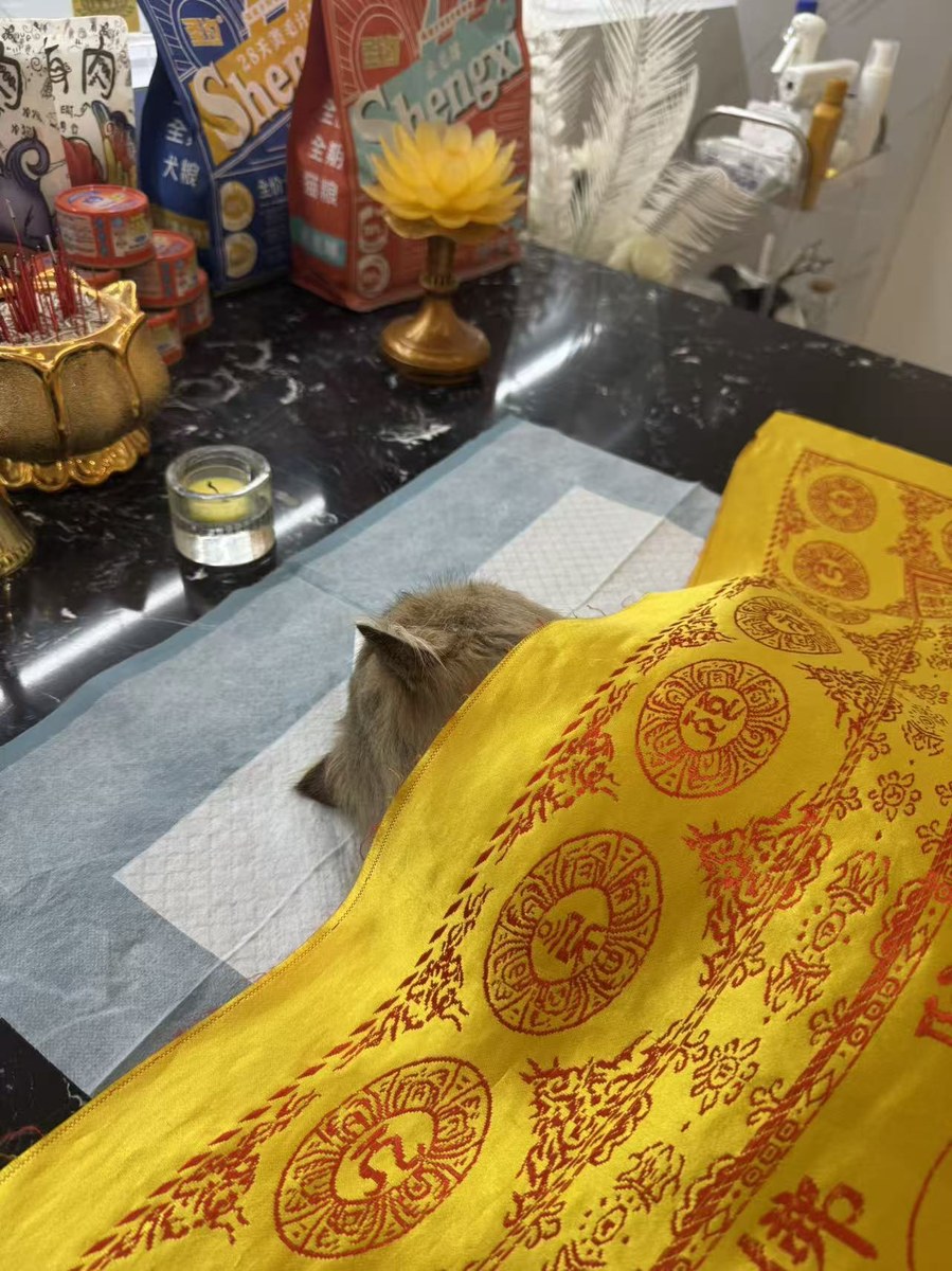 成都宠物殡葬服务实拍