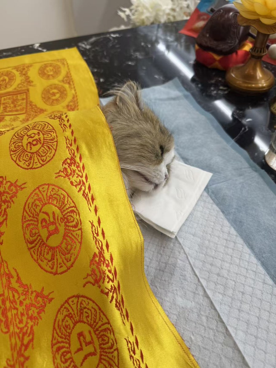 成都宠物殡葬服务实拍