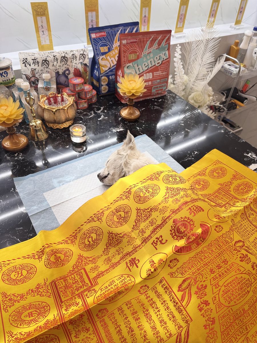 成都宠物殡葬服务实拍