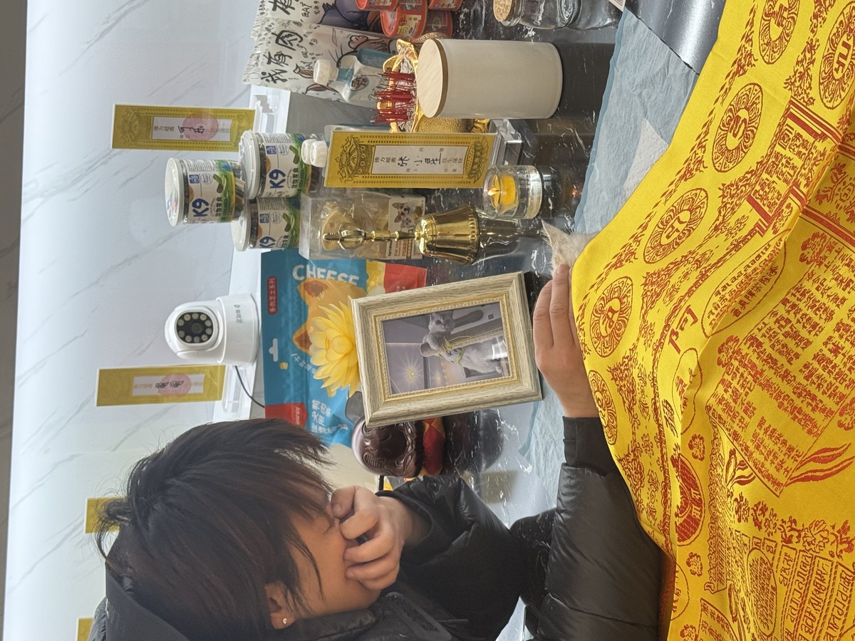 成都宠物殡葬服务实拍