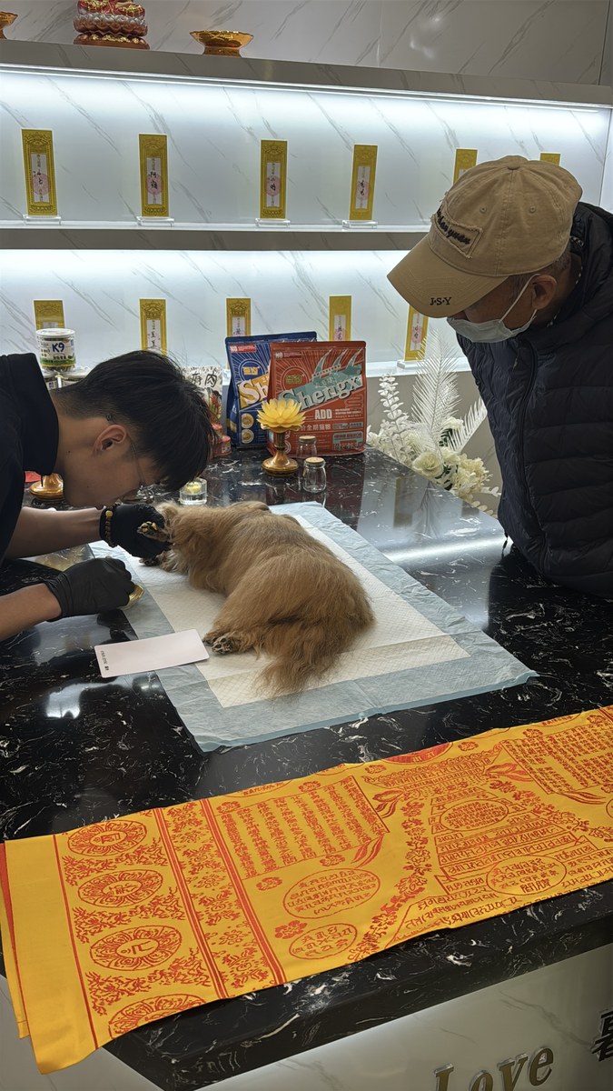 什么时候该给宠物做安乐？成都兽医和家属的判断标准（第17辑）