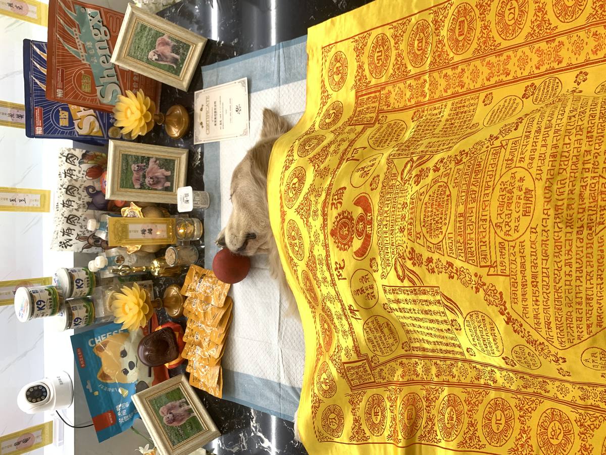成都宠物殡葬服务实拍
