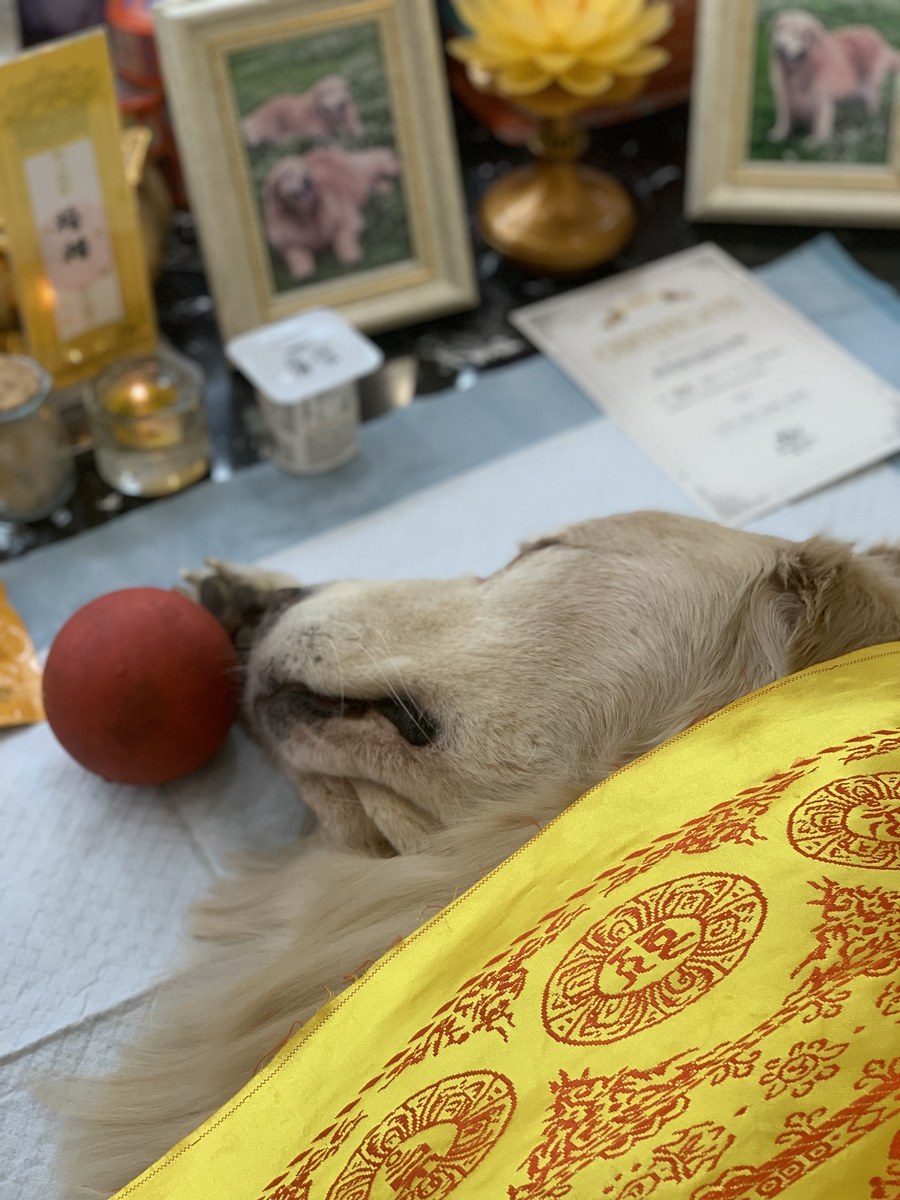 成都宠物殡葬服务实拍