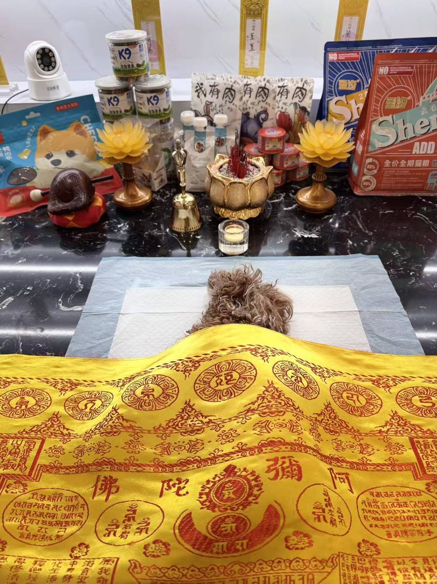 成都宠物殡葬服务实拍