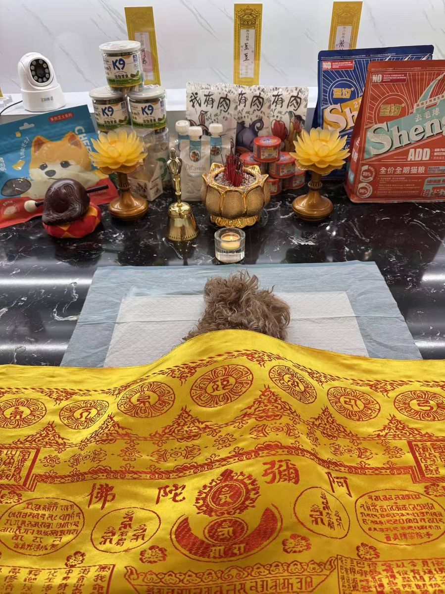 成都宠物殡葬服务实拍