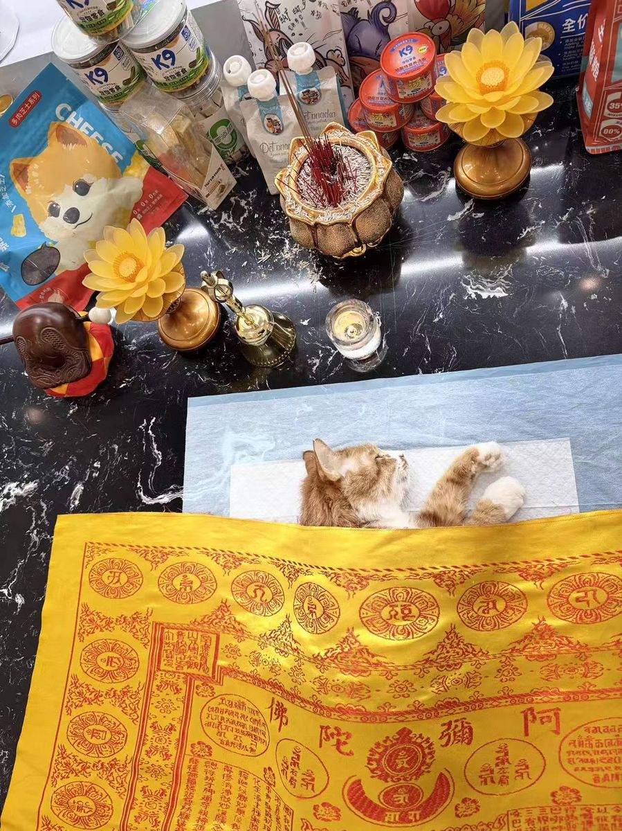成都宠物殡葬服务实拍
