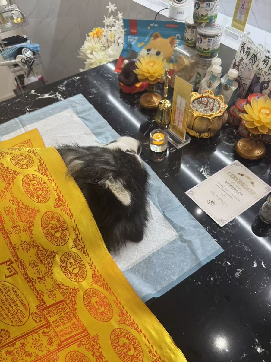 成都宠物殡葬服务实拍