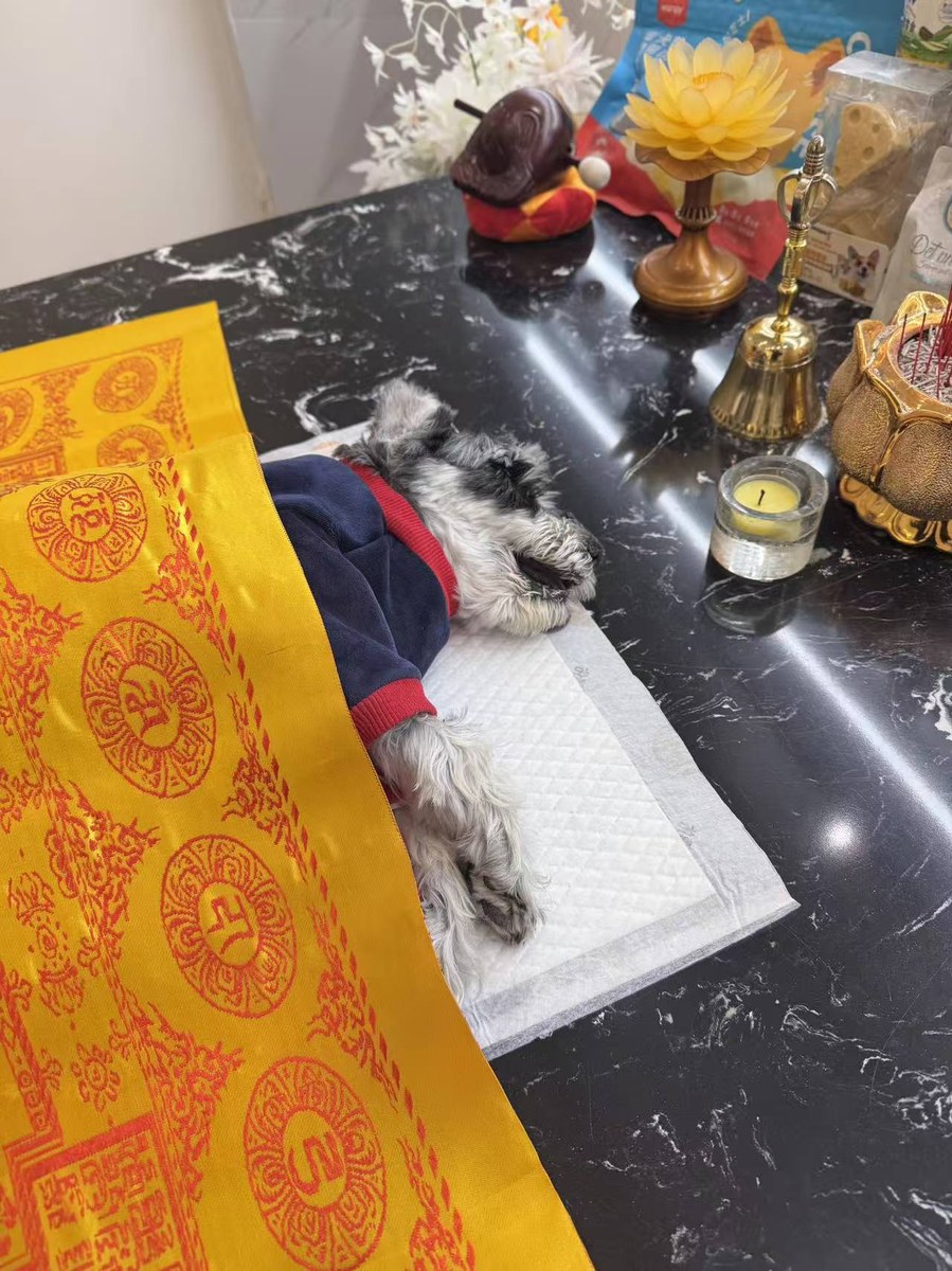 成都宠物殡葬服务实拍